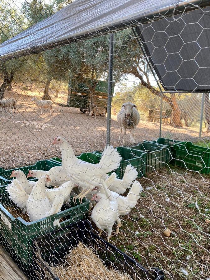 El Molino De La Quinta Daire Constantina Dış mekan fotoğraf